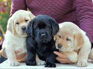 Labrador retriever welpen 