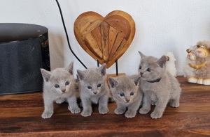 Russisch Blau Kitten 