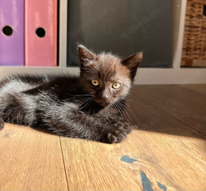 Heilige Birma - BKH Mix Kitten zu verkaufen