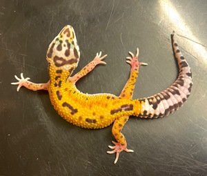 0,1 Leopardgecko Hypo Striped ph Tremper Albino