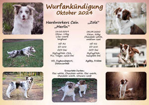 Wurfankündigung Border Collie Oktober 2024