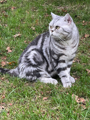 BKH Deckkater mit Stammbaum(kein Verkauf)