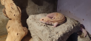 Leopardgeckos mit Terrarium zu Verkaufen