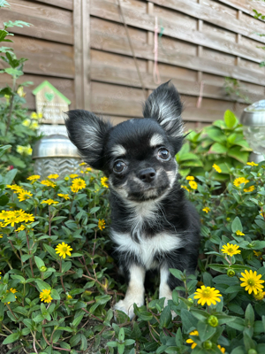 Chihuahua Welpe