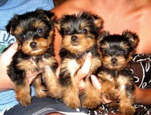 Yorkshire Terrier Welpe in liebevolle Hände abzugeben