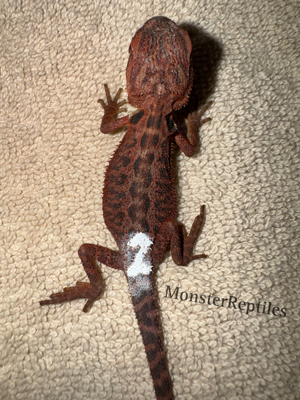 Bartagame Extreme red het trans het hypo Weibche  - Farbbartagame