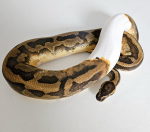 1.0 Enchi Piebald Het. Clown NZ22 Proven Breeder Königspython Männchen