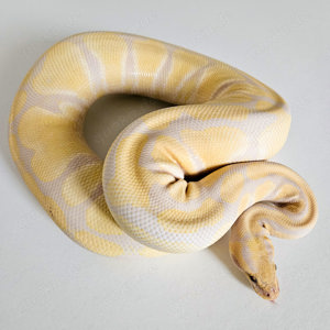 0.1 Lavender Albino 100% Het. Piebald NZ21 zuchtbereit Königspython Weibchen