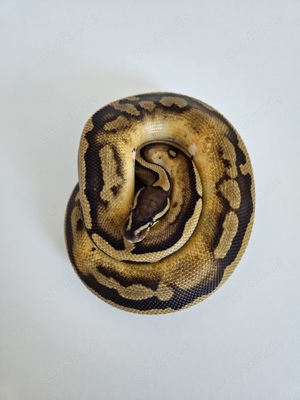 1.0 Piebald 100% Het. Ultramel NZ22 Proven Breeder Königspython Männchen