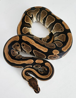 0.1 100% Dh. Axanthic TSK Clown NZ19 Proven Breeder Königspython Weibchen