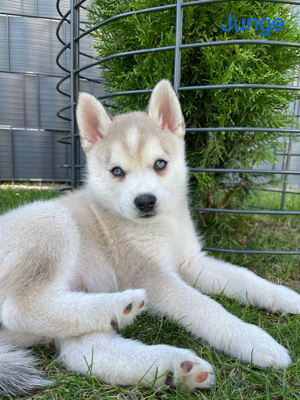 Pomklee Welpe (Minihusky), Klee Kai, Pomsky