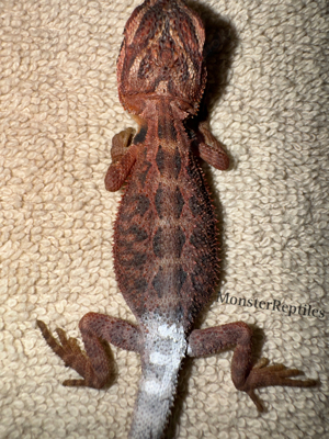 Bartagame Extreme red het trans het hypo Männchen - Farbbartagame 