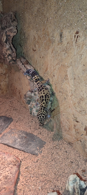 Verkaufe Leopardgeckos mit Terrarium