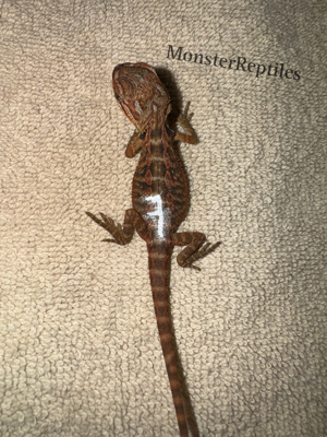 Bartagame - Extreme red het trans het hypo Männchen - Farbbartagame 