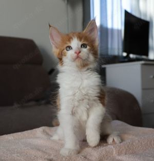 Rainrassige Maine Coon Kitten mit Stammbaum