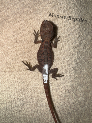 Bartagame Extreme red het trans het hypo Männchen - Farbbartagme 