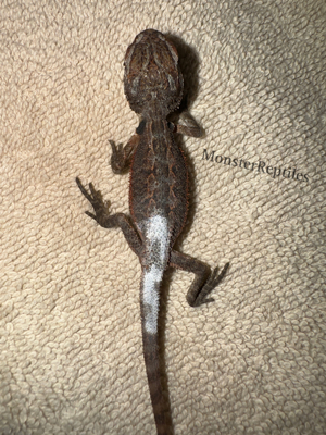 Bartagame Extreme red het hypo Weibchen - Farbbartagame 