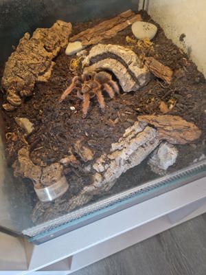 Vogelspinne Brachypelma klaasi,Weibchen inkl Terrarium