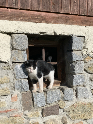 Junge Katzen zu verkaufen