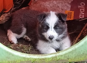 Border collie welpen mit Papiere 