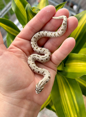 arctic conda heterodon nasicus 