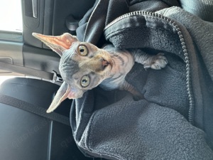 Sphynx Kitten 