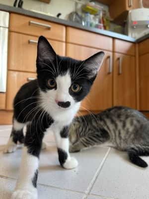 Flauschige Mini-Abenteurer auf Pfötchen suchen Kuschelparadies!