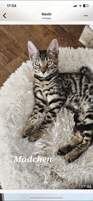 Bengal Kitten 