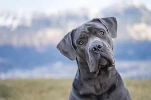 Wach & Schutz Cane corso Rüde 