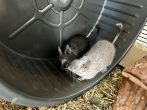 Degu Weibchen silber und schwarz