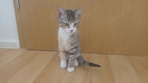 Kitten, weiblich,  15 wochen 