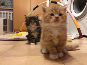 Maine Coon Kitten 