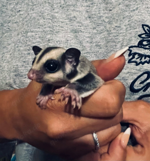 Sugar Glider Jungs