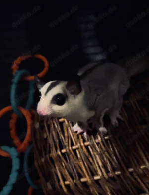 Sugar Glider Weibchen