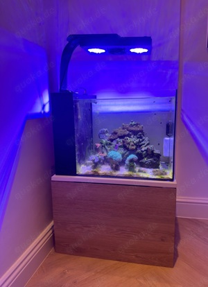 Aquarium Meerwasser 60l