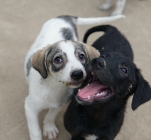 Kora, geb. ca. 05 2024, lebt in GRIECHENLAND, auf einer privaten Pflegestelle  Bild 8