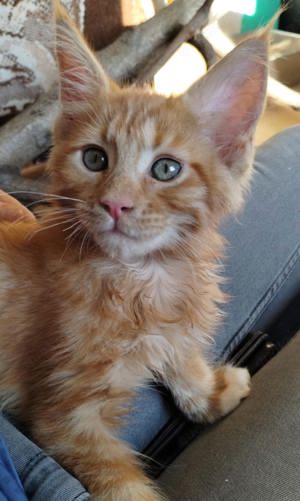 Main coon mit stammbaum kitten (züchter ohne Aufpreis) 