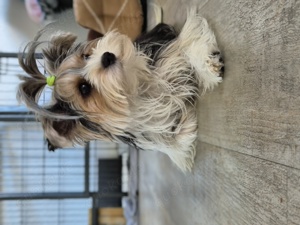 Yorkshire terrier Welpen 