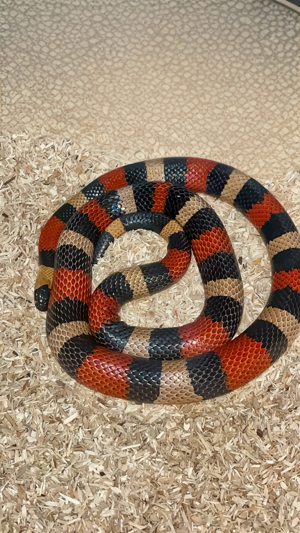 1.0 Lampropeltis triangulum