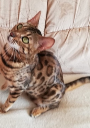 Wurf Ankündigung reinrassige Bengal kitten mit Stammbaum 