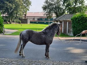 Deutsches Partbred Shetland Pony, Tigerschecke, Shetty, Appaloosa