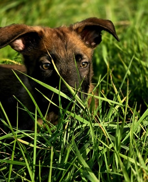 Noch 1 Malinois Rüde sucht ein Zuhause