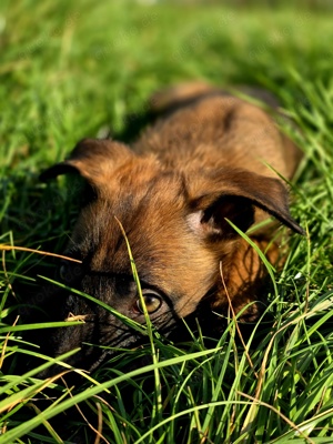 Noch 1 Malinois Welpen sucht ein Zuhause