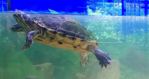 Wasserschildkröte abzugeben 