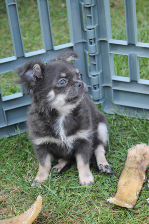 Wundervoller Blue Tan Chihuahua Rüde - Welpe mit Ahnentafel vom Züchter 