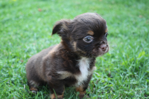 Chihuahua Welpen Rüden in Black Tan und Schoko Tan mit Ahnentafel 