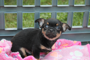 Chihuahua Welpen Rüden in Black Tan und Schoko Tan mit Ahnentafel 