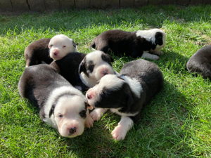 Border Collie Welpen