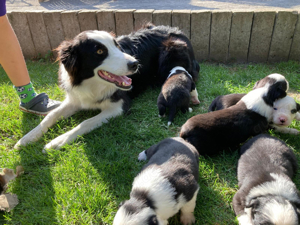 Border Collie Welpen