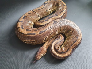 0.1 Leopard Pinstripe 50% het. Ghost **Proven Breeder**